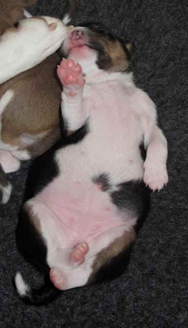 violanp_10vrkb.JPG (43105 bytes)