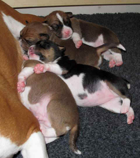 violanp_10vrkc.JPG (50464 bytes)