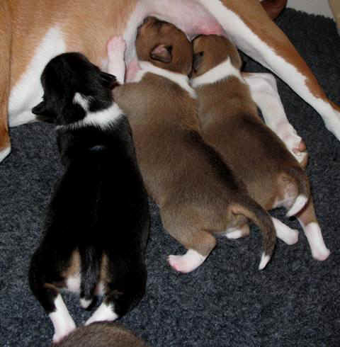 violanp_10vrkd.JPG (49579 bytes)