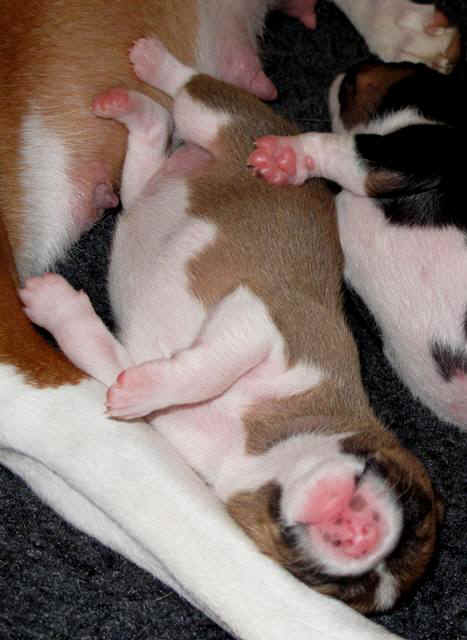 violanp_10vrke.JPG (55435 bytes)