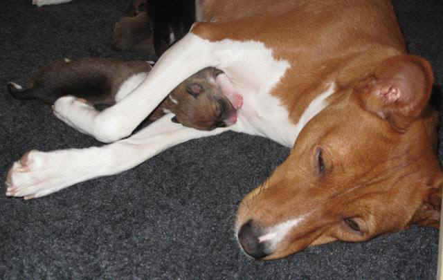 violanp_2vrka.JPG (50456 bytes)