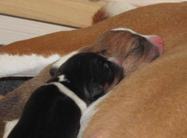 violanp_2vrkb.JPG (45814 bytes)