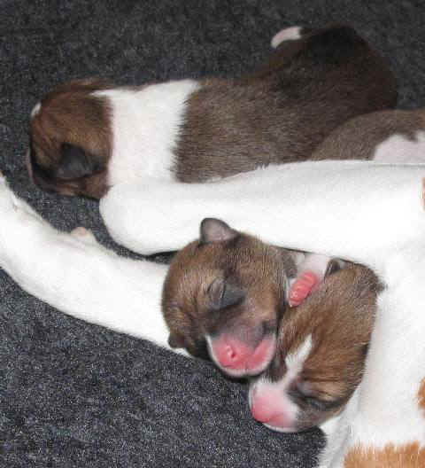 violanp_2vrkc.JPG (58391 bytes)