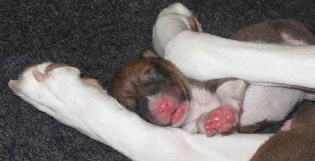 violanp_2vrkd.JPG (44383 bytes)