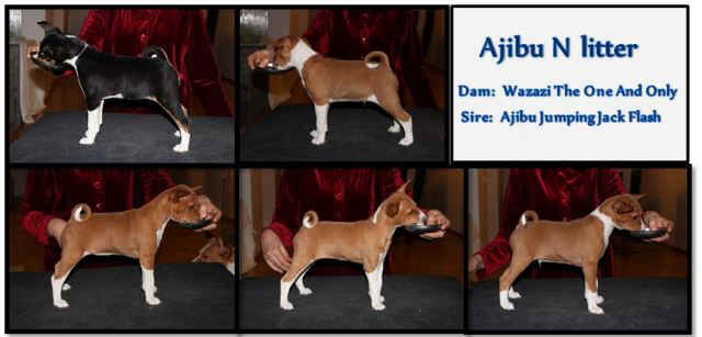 violanp_kooste.JPG (38122 bytes)