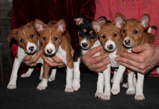 violanpennut1.jpg (130343 bytes)