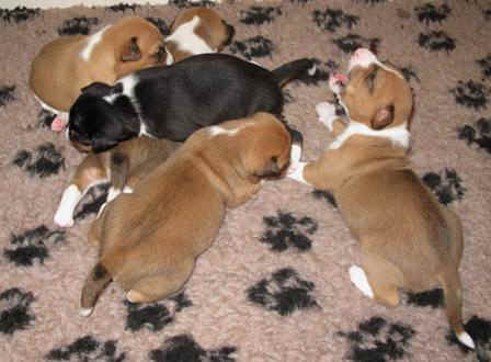 violanpla.JPG (31241 bytes)