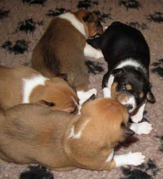 violanplc.JPG (23610 bytes)