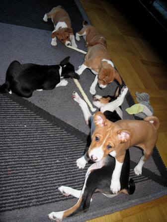 violanple.JPG (27052 bytes)