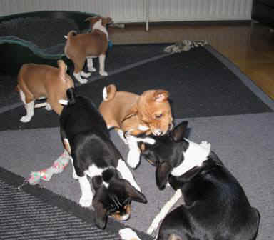 violanplf.JPG (24026 bytes)