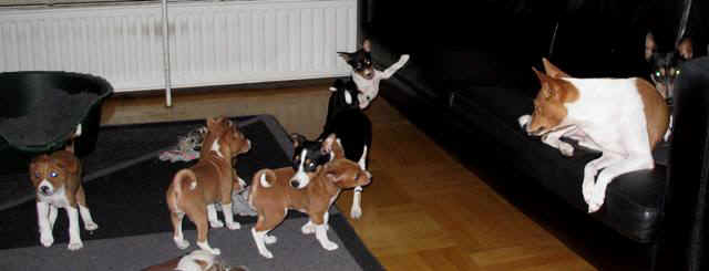 violanplk.JPG (24558 bytes)