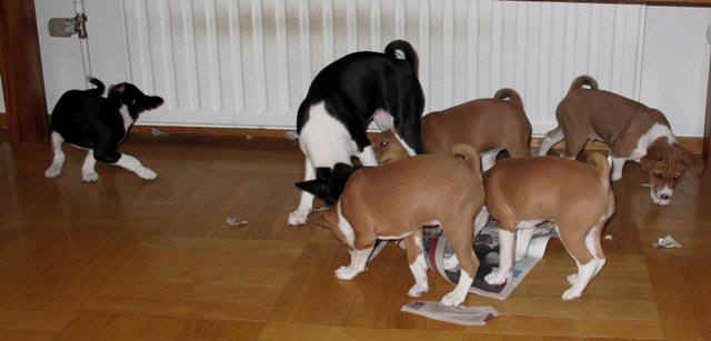 violanpll.JPG (27115 bytes)