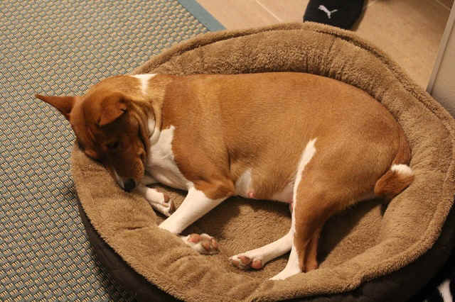 violat_7vko.JPG (165381 bytes)