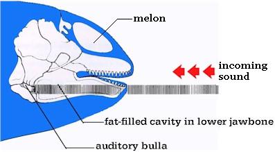 i-d9d5724a08213a230ee00d496fe0aeb6-whale hearing diagram.jpg