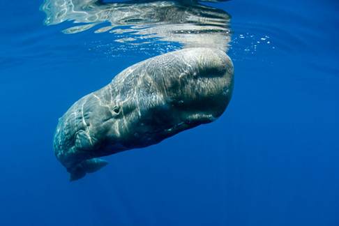 Sperm whale (Physeter macrocephalus) by Franco Banfi