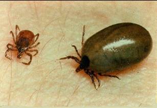 http://www.michigan.gov/images/lyme_19701_7.jpg