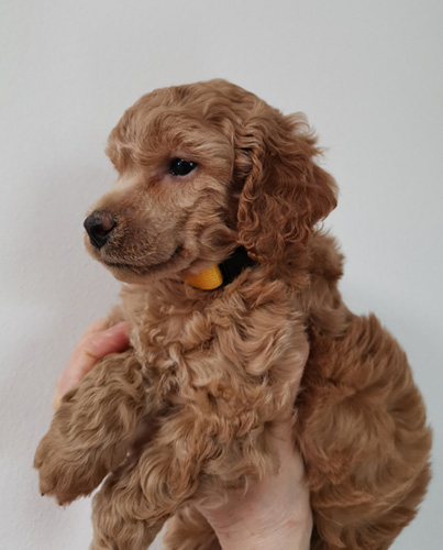  Yellow collar pup 5 weeks 