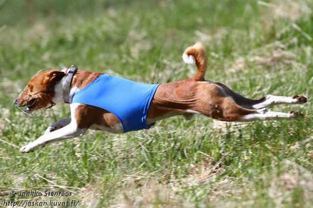 Aapeli_LietoJSternroos5.jpg (36344 bytes)