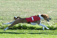 Ajibu_All-My-Loving_rata06.jpg (32190 bytes)