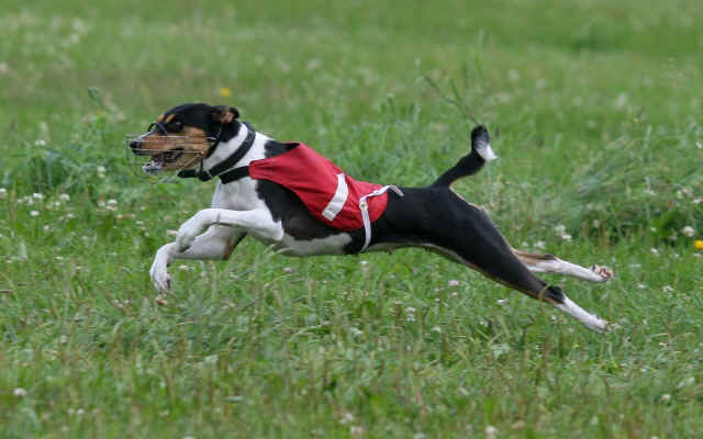 Ajibu American Pie copyright_Irene_Vinha.jpg (208100 bytes)