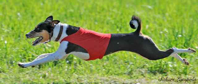 Elviira_SakariLampola2.jpg (18633 bytes)