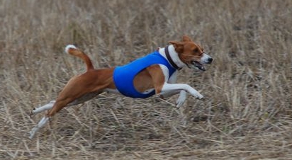 amaliajuok1.jpg (83044 bytes)