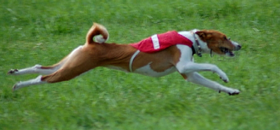 ellajuoksee1.jpg (108994 bytes)