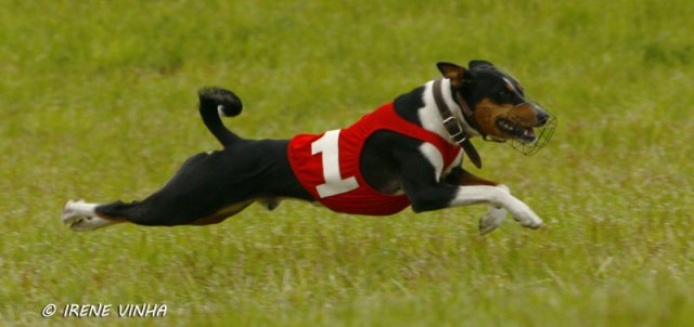 george_SMM_2010.jpg (35391 bytes)