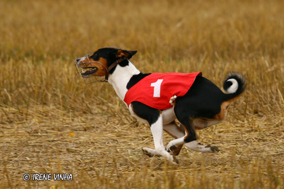 irene_vinha_faruk2.jpg (55509 bytes)