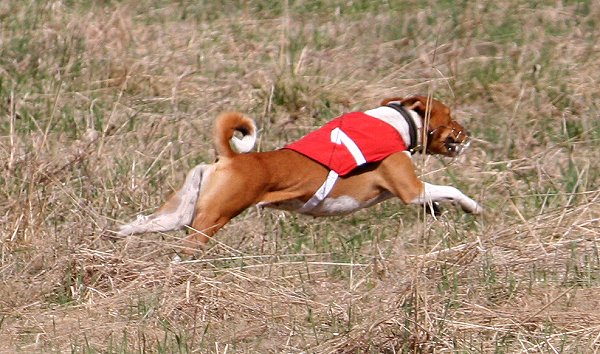 lieto_Ninja.jpg (80105 bytes)