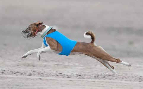 ronja_juoksee_2013.jpg (11137 bytes)