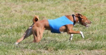 sofie_juoksee.JPG (48022 bytes)