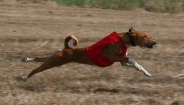 vilma_juoksee.jpg (8071 bytes)